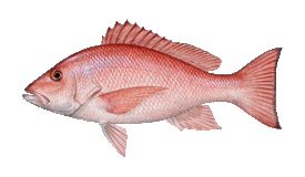 Snapper Red Fish