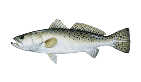 Spotted Seatrout Fish